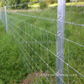 Gado galvanizado evita a cerca do campo da fazenda